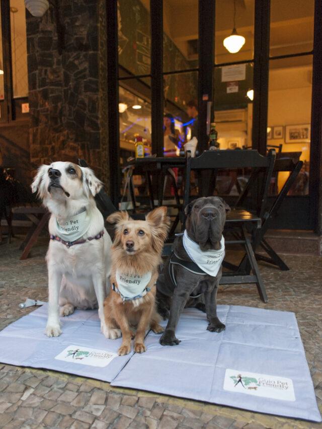 Procurando Um Lugar Para Ir Seu Pet Guia Pet Friendly