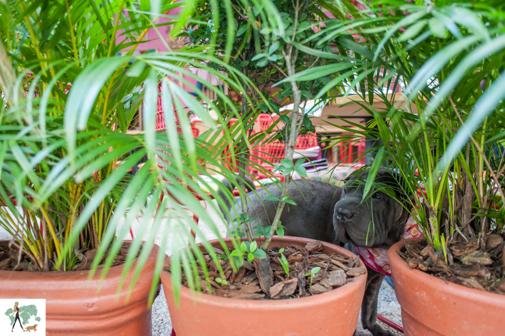 Condessa: alegre como os cachorros! cachorro atrás de vasos de plantas