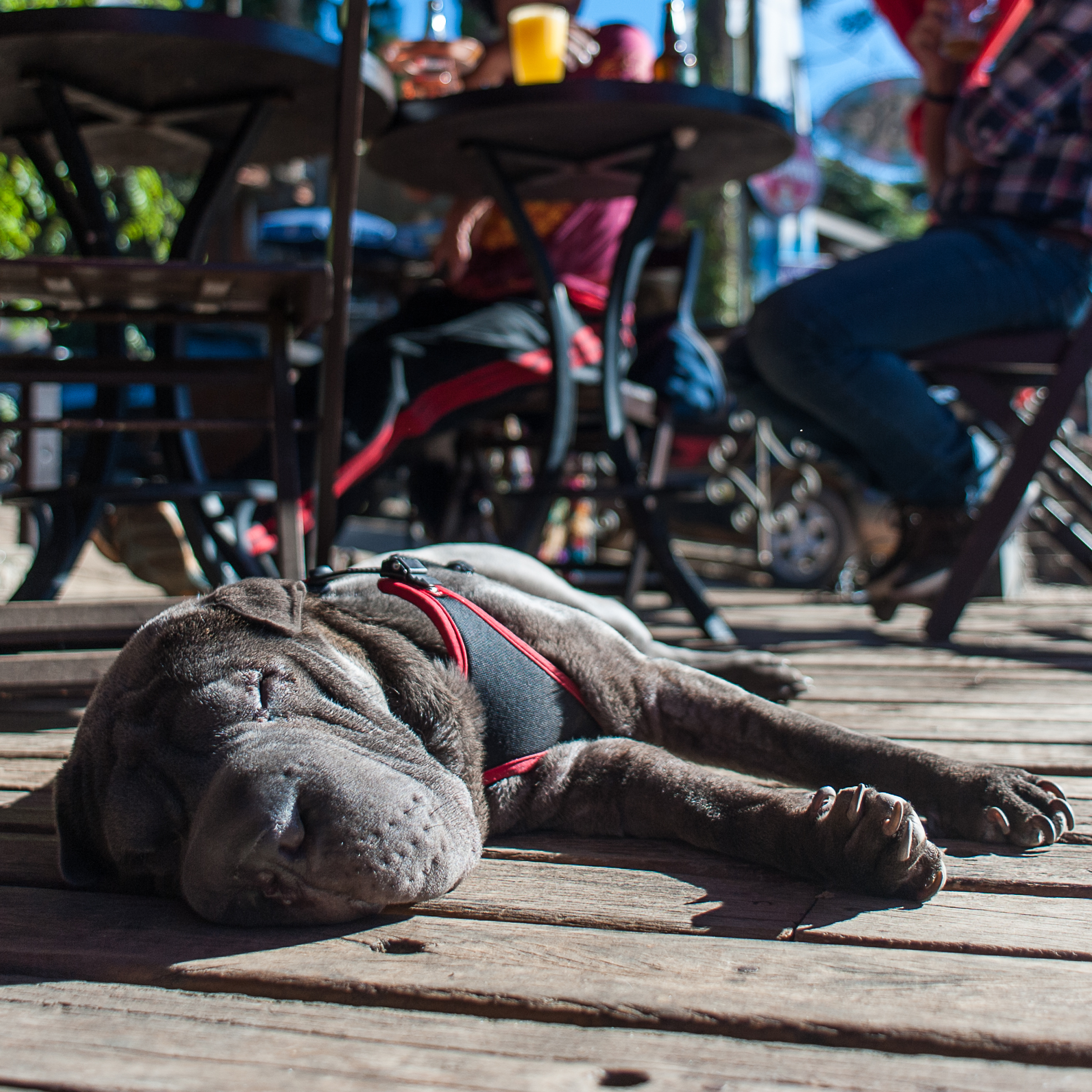Os melhores lugares pet friendly de Monte Verde cachorro deitado tomando sol