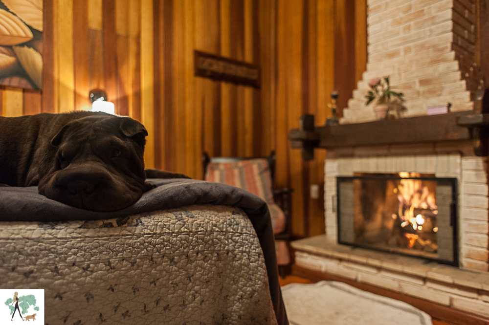 Os melhores lugares pet friendly de Monte Verde cachorro dormindo na cama e lareira ao fundo