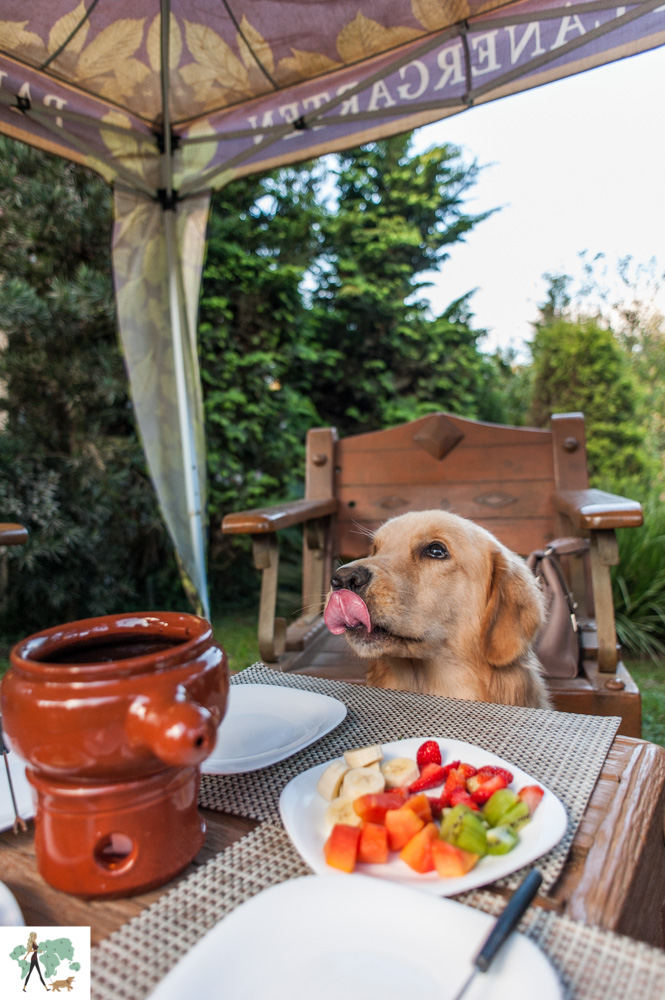 cachorro com a língua de fora e mesa de fondue