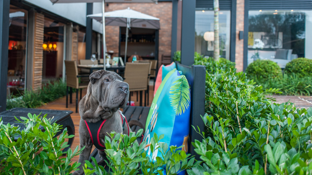 cachorro sentado em cima de banco de restaurante