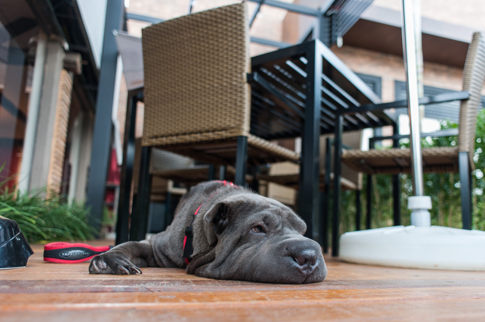 cachorro deitado em deck de madeira
