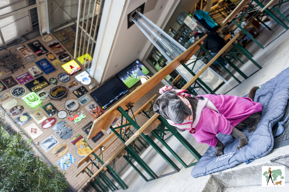 EAP é pet friendly! cachorro na varanda do bar