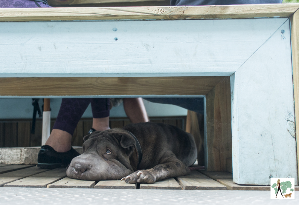 cachorro embaixo de banco