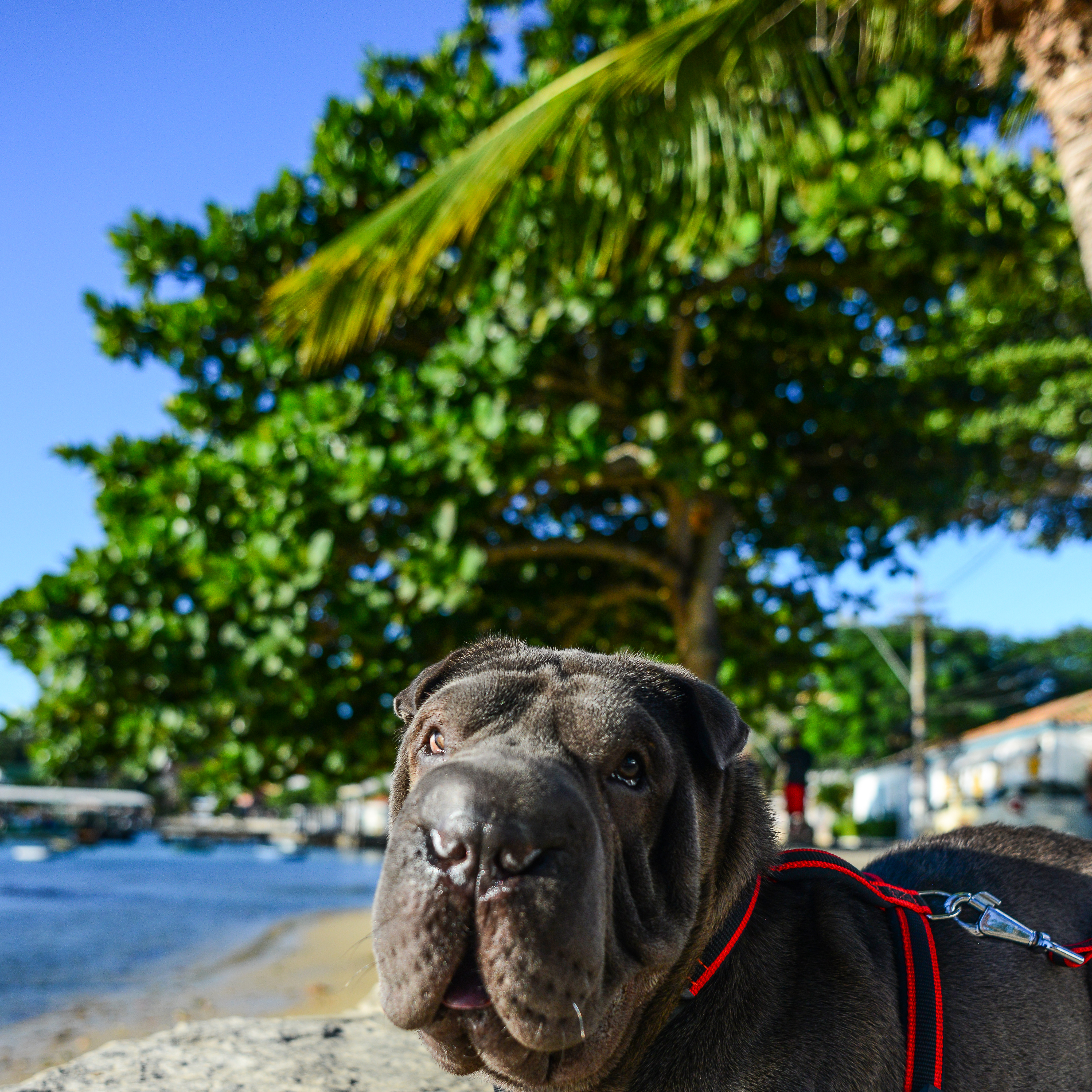 cachorro na praia 