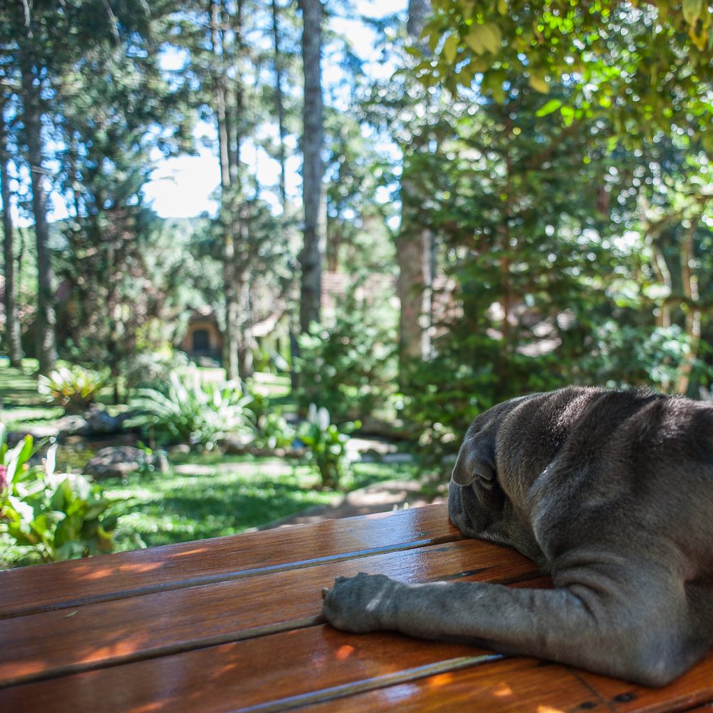 cachorro deitado olhando um bosque