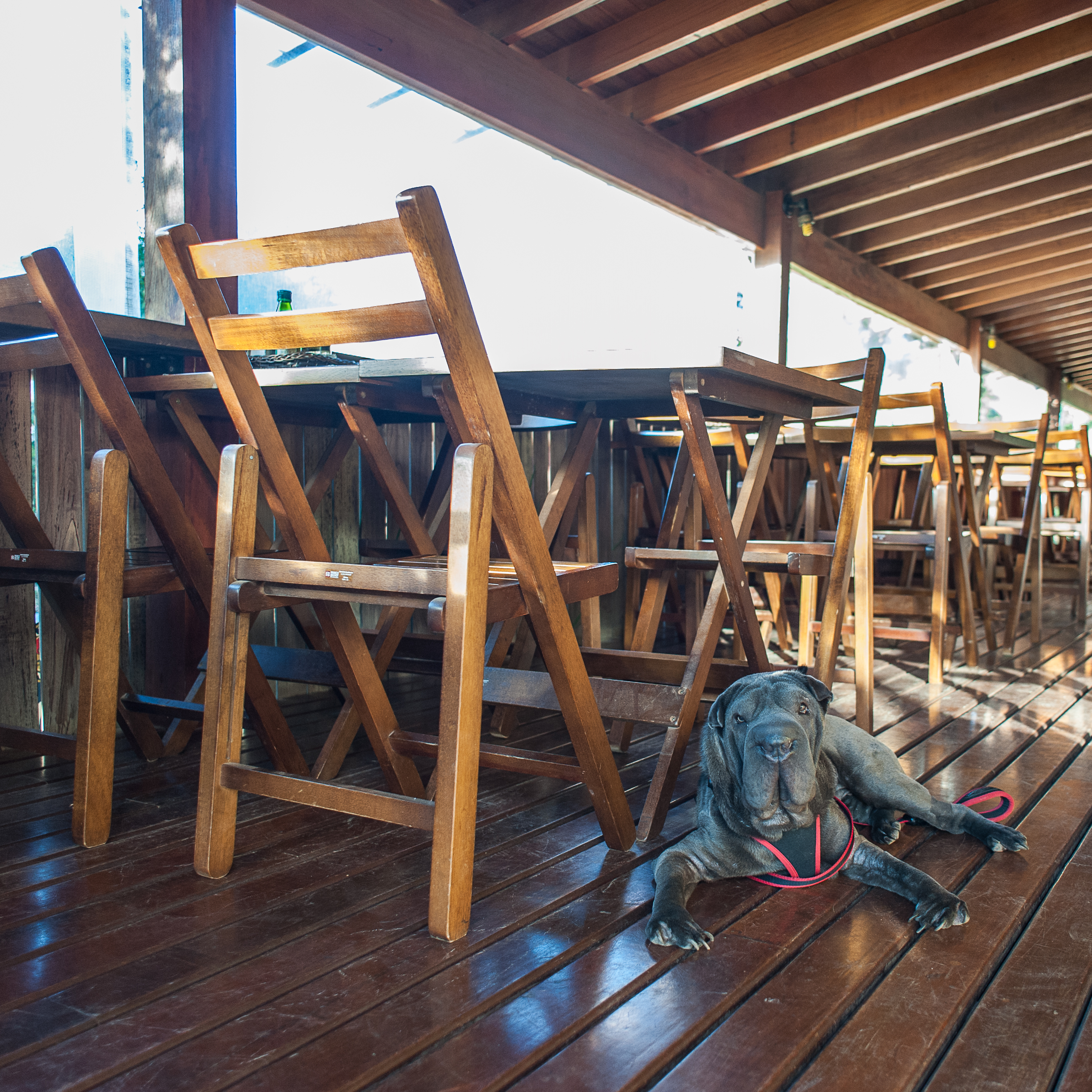 cachorro em restaurante