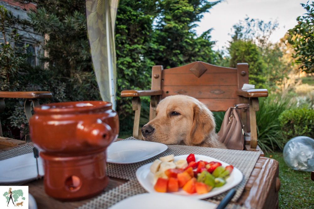 cachorro e mesa com fondue