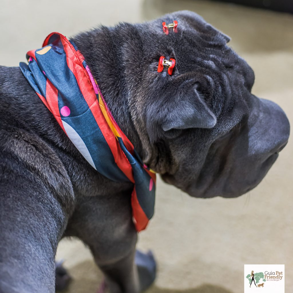 cachorro com fivela na cabeça e lenço