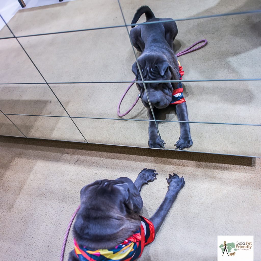 cachorro deitado olhando para o espelho e refletido nele