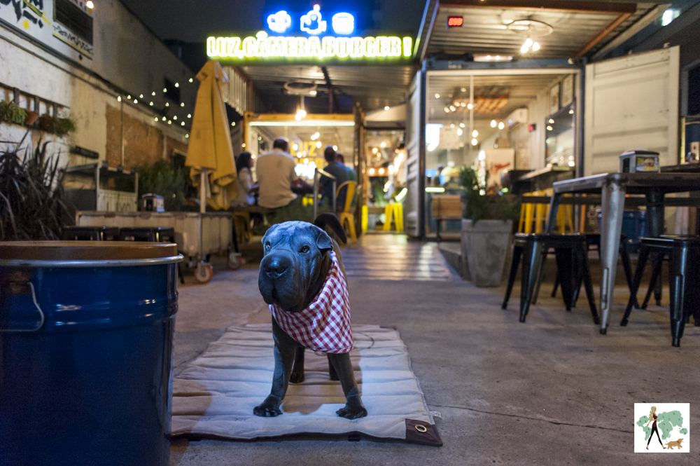 Luz, câmera, burger: pet friendly! cachorro em hamburgueria