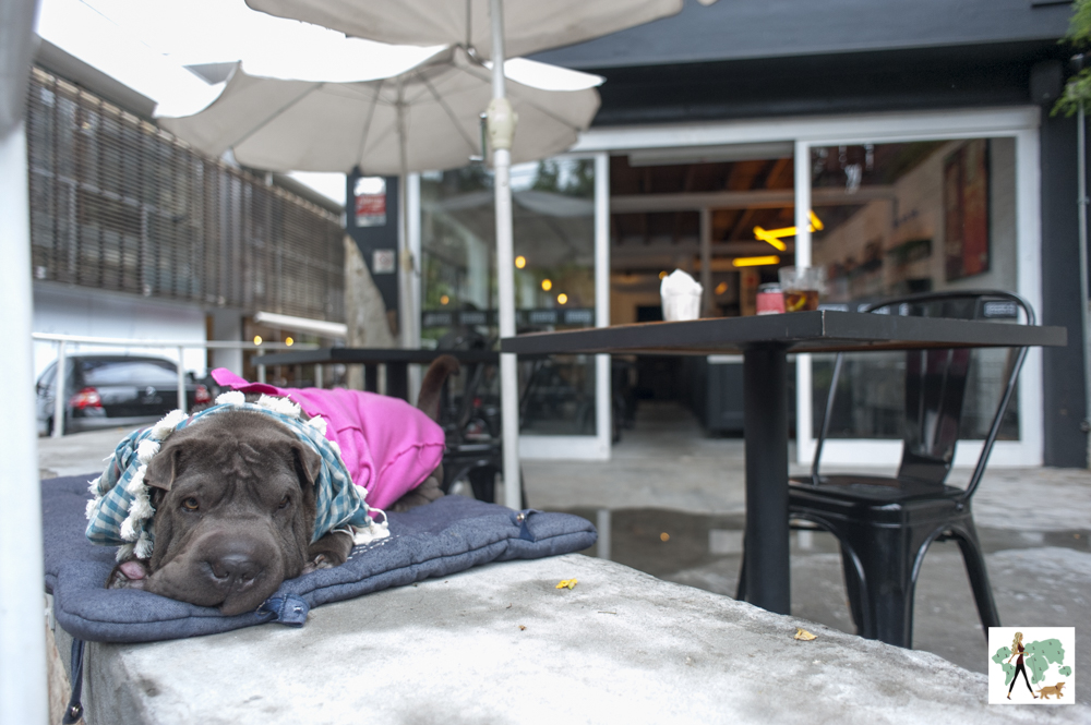Frank&Charles é pet friendly! cachorro em cima da mureta de hamburgueria
