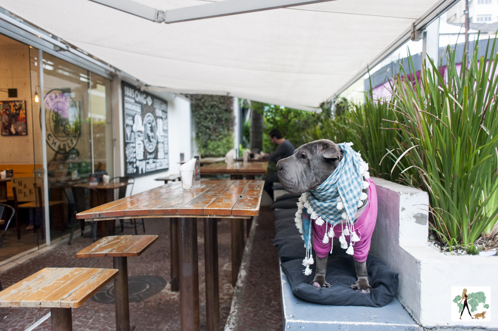 Frank&Charles é pet friendly! cachorro em cima de banco da hamburgueria