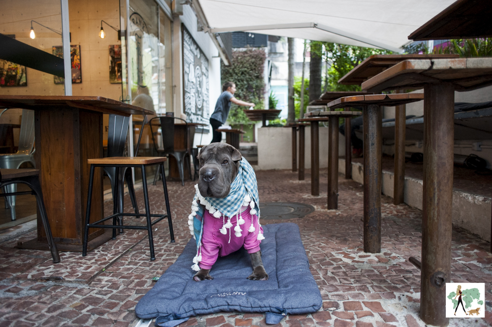 Frank&Charles é pet friendly! cachorro sentado em cima de almofada em hamburgueria