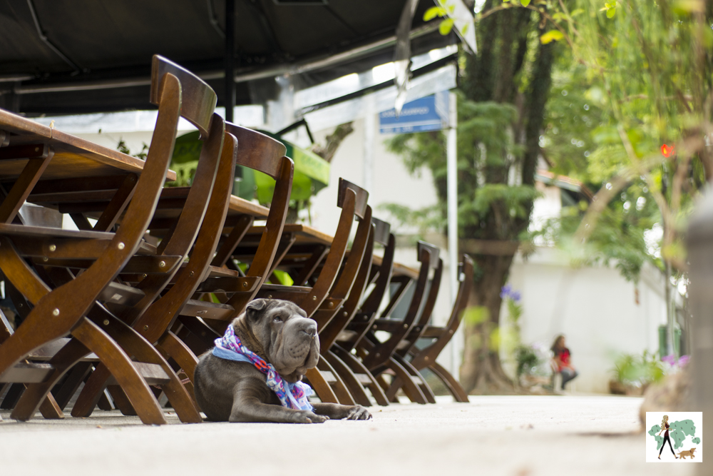 cachorro sentado na calçada de padaria