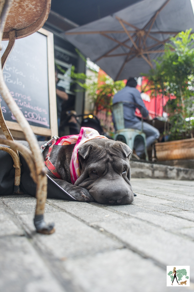 Santo Pão: pet friendly cachorro deitado na calçada de padaria