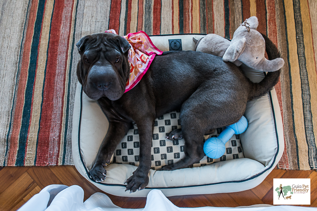 Fasano é pet friendly! cachorro em caminha de cachorro