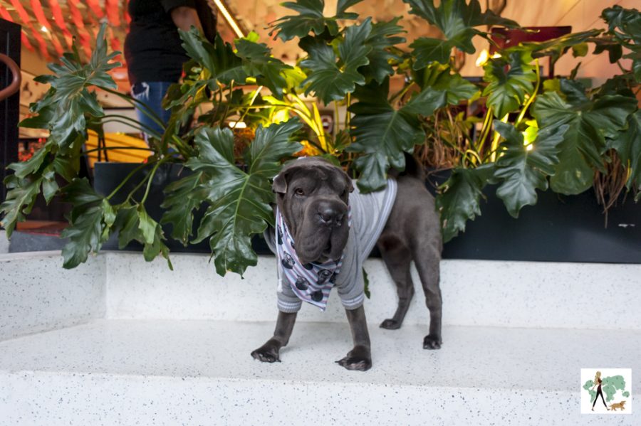 cachorro na entrada do Bullguer Vila Nova Conceição