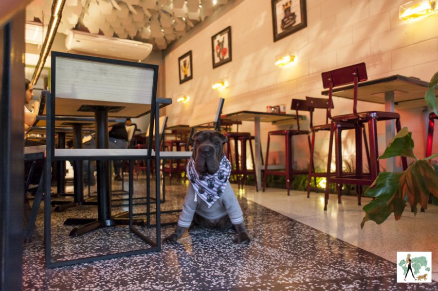 cachorro sentado dentro da hamburgueria Bullguer