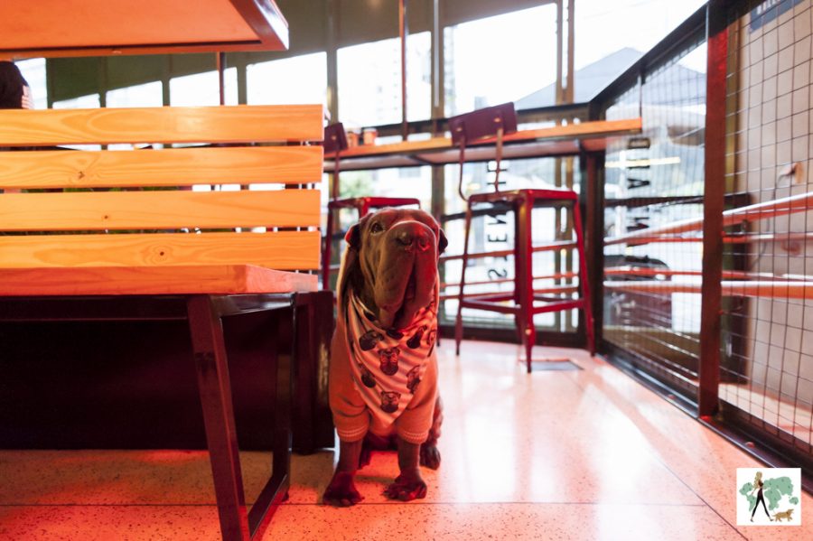 cachorro Ella sentado dentro da hamburgueria Bullguer