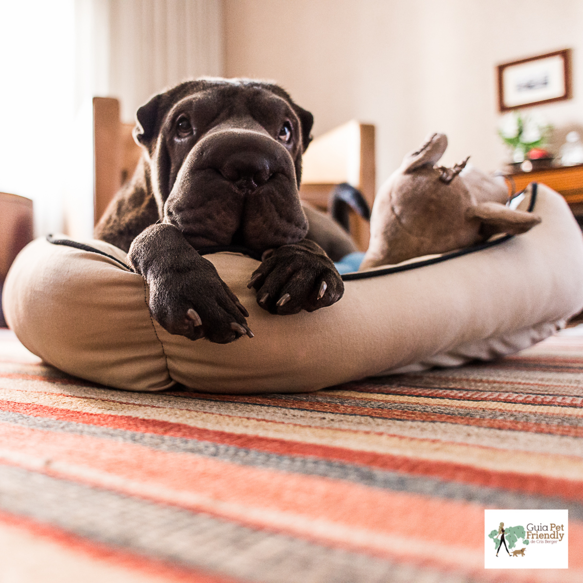 Fasano é pet friendly! cachorro em caminha de cachorro