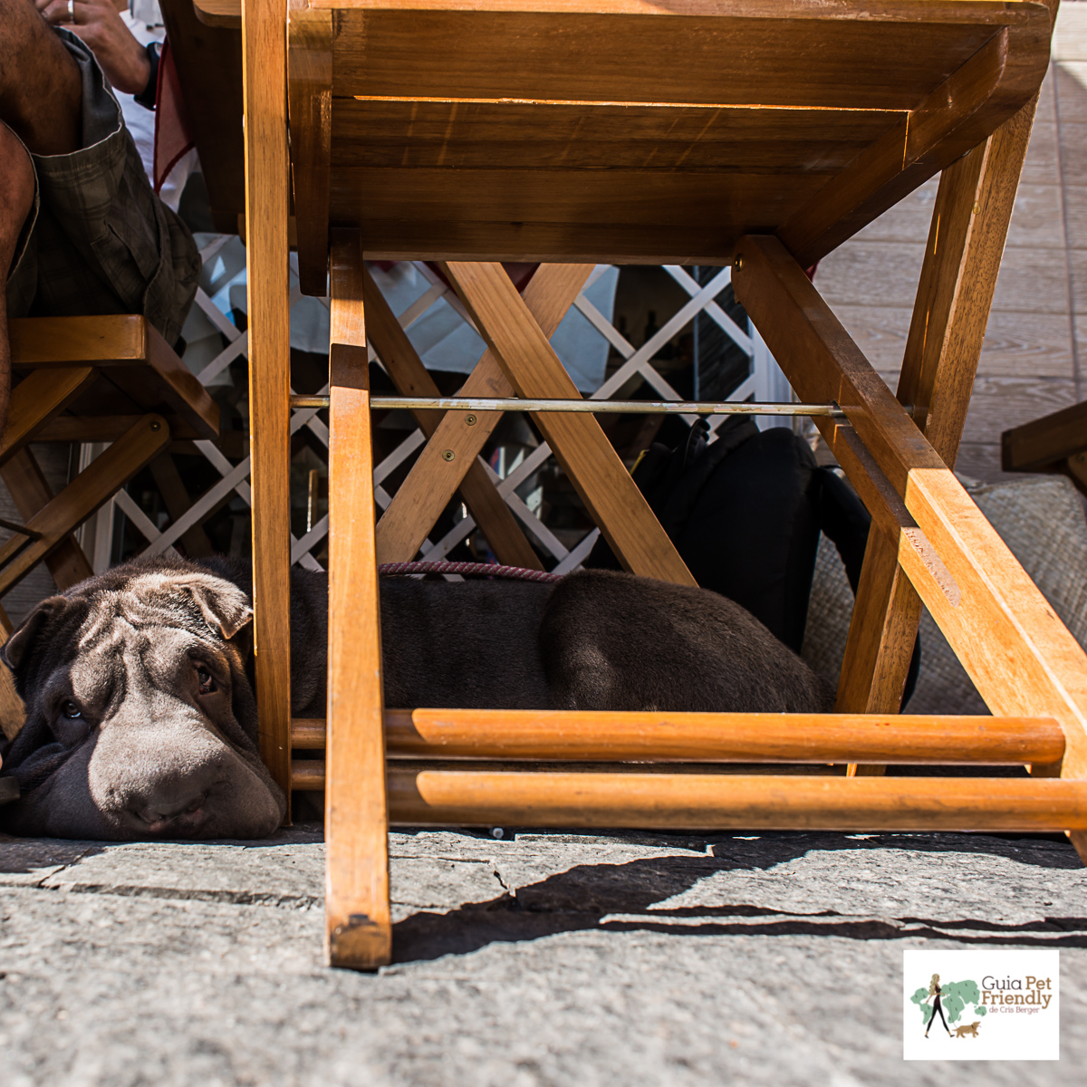 Piazza di Martini é pet friendly! cachorro embaixo da mesa
