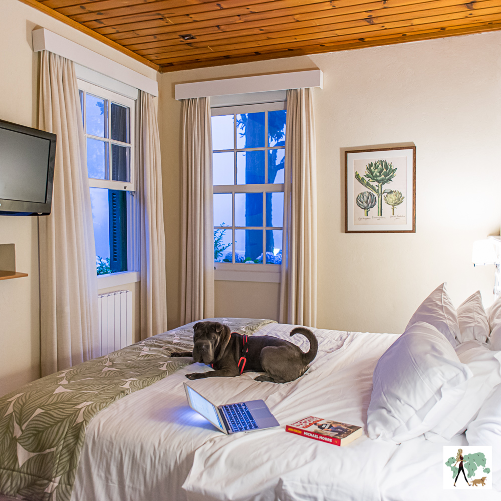 cachorro em cima de cama de hotel com computador e livro