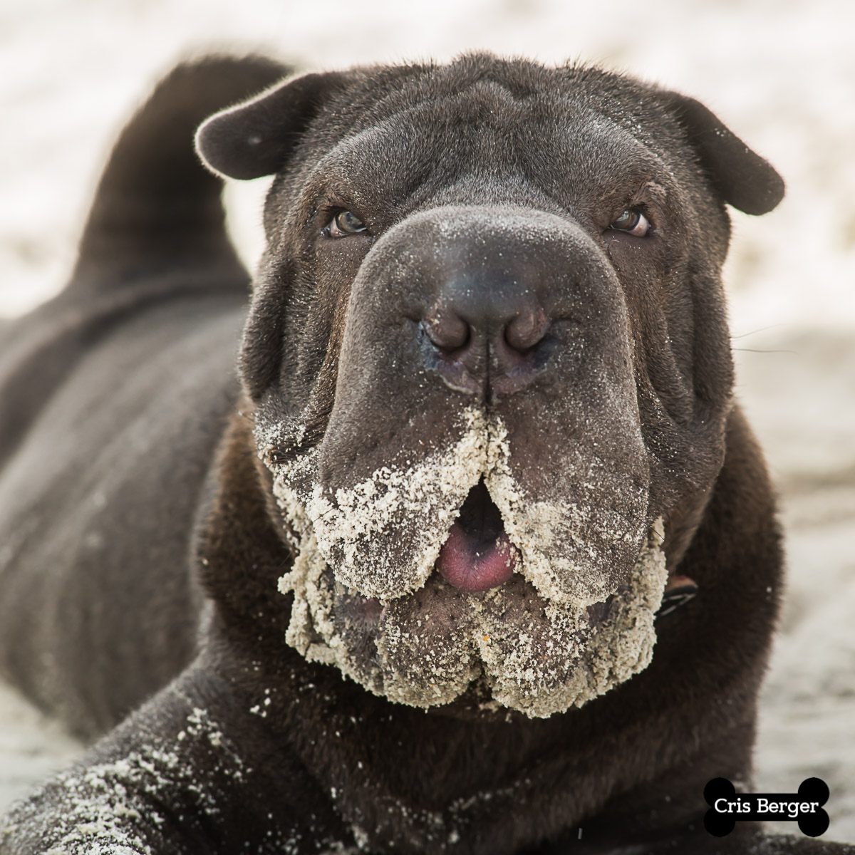 cachorro com bochechas grandes cheias de areia