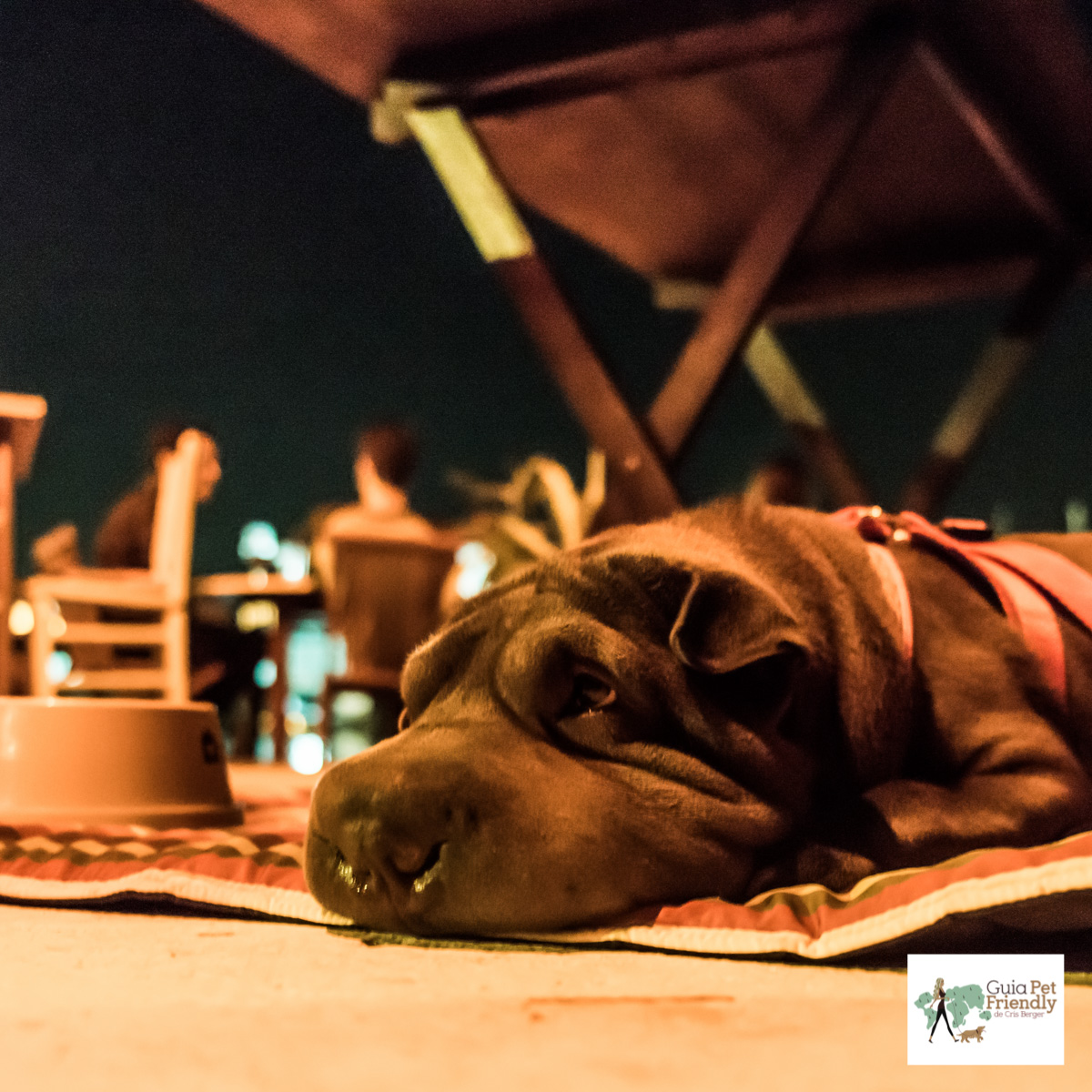 cachorro deitado em restaurante