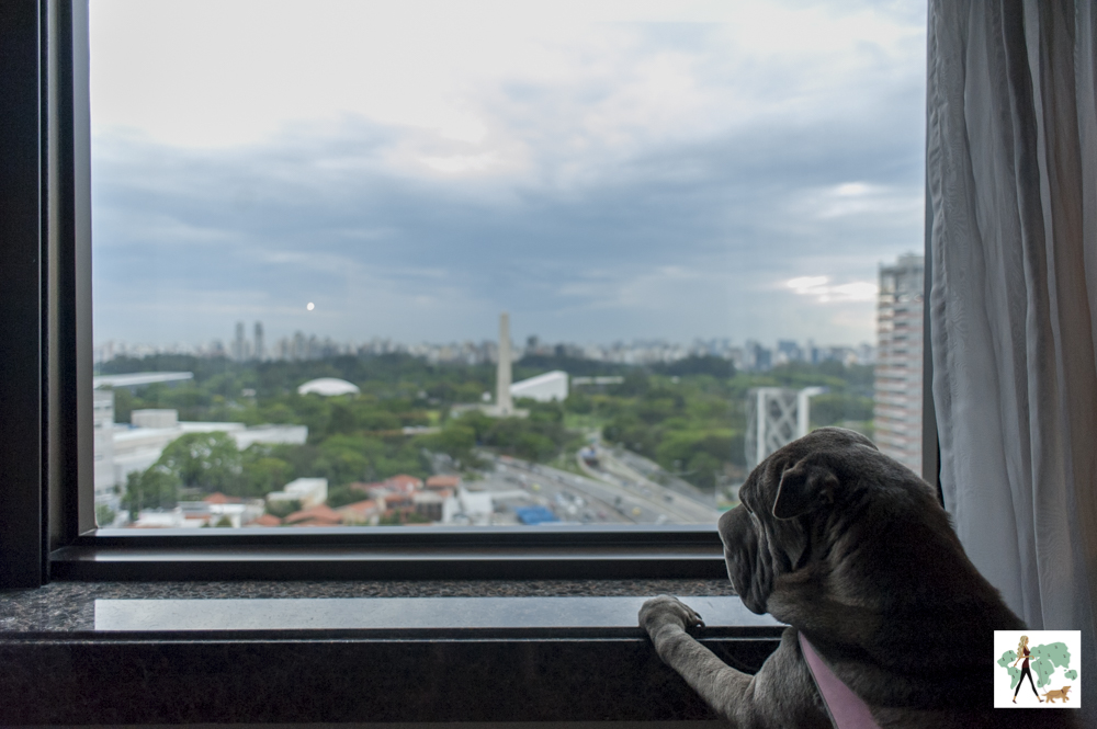 cachorro olhando pela janela de quarto para o Obelisco do Ibirapuera