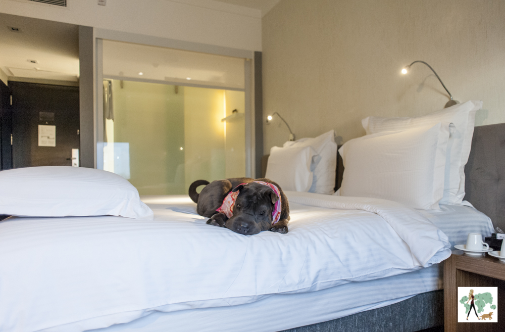 cachorro deitado em cima da cama de hotel