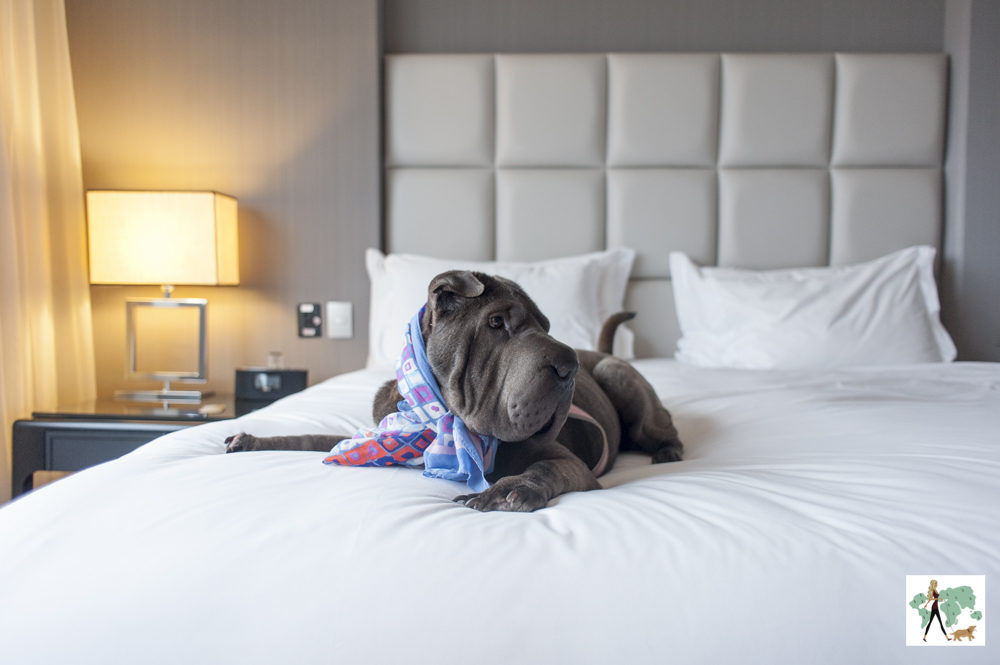 cachorro deitado em cama de hotel