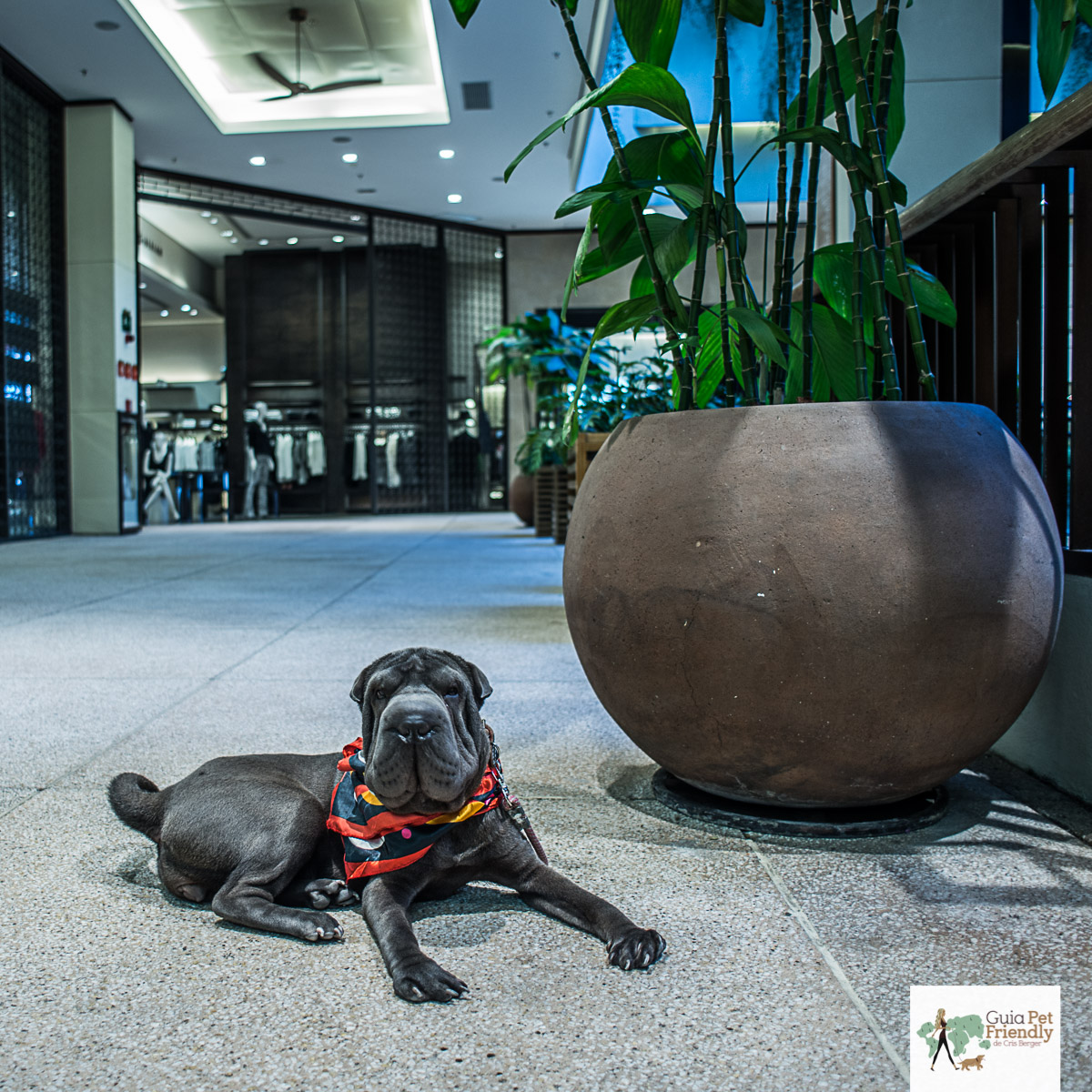 Shopping Cidade Jardim é pet friendly! cachorro deitado no corredor de shopping
