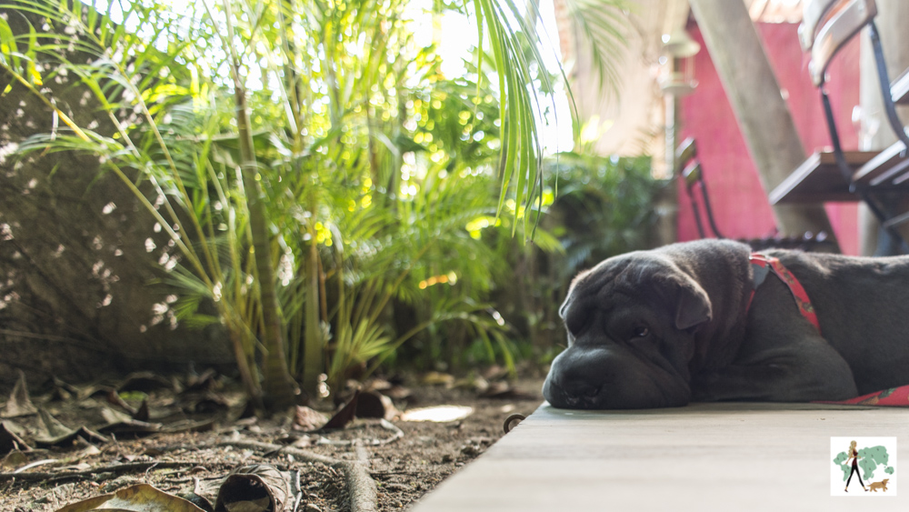 cachorro deitado em deck ao lado das plantas