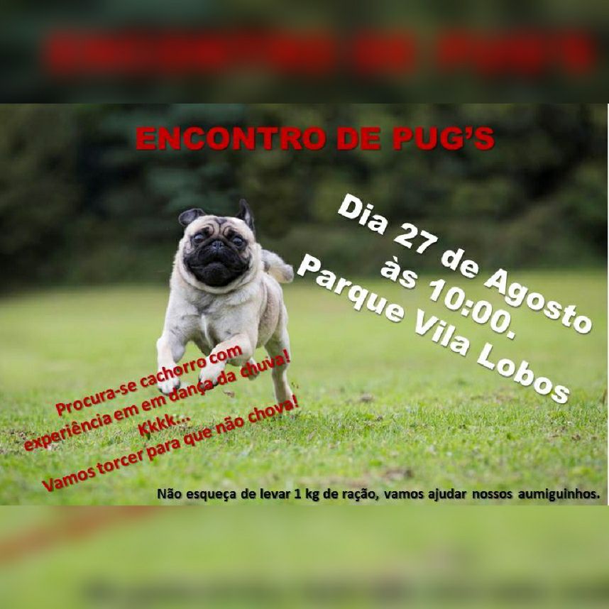Guia Pet Friendly_2º Encontro De Pugs em São Paulo