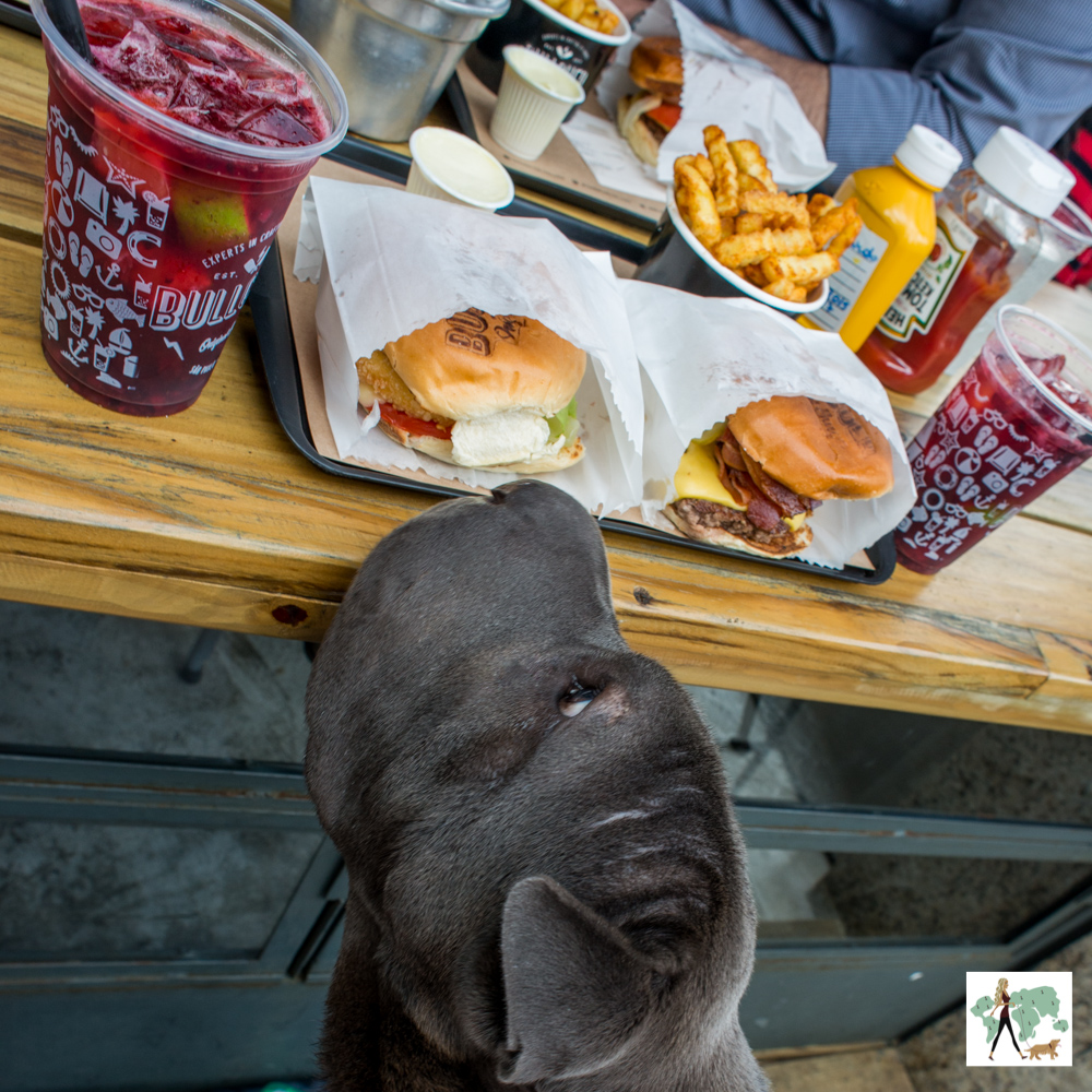 cachorro olhando para hambúrguer