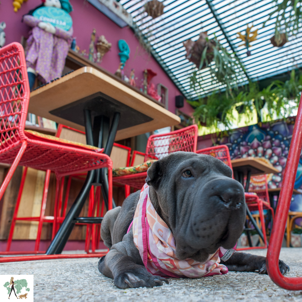 livros pet friendly