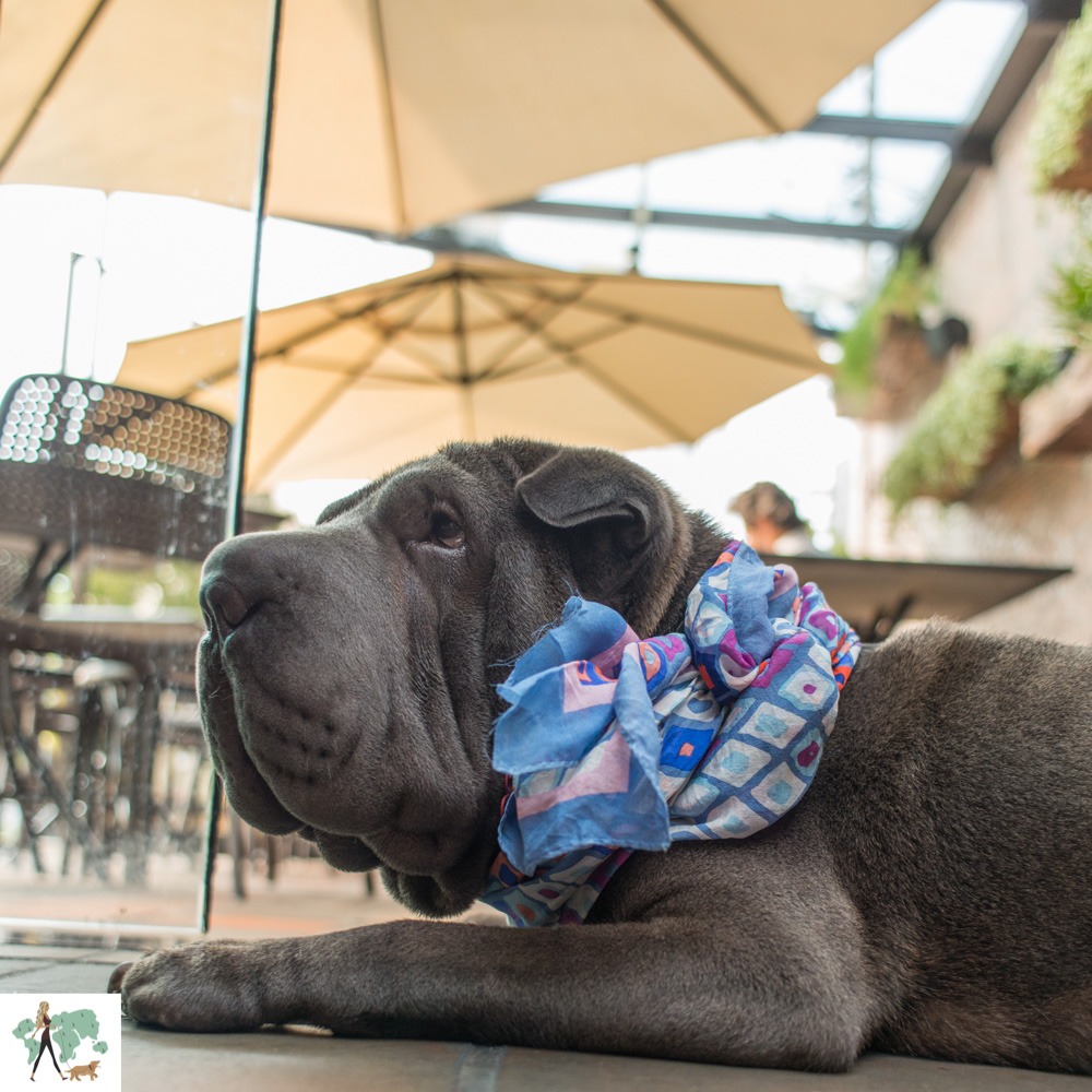 ser pet friendly