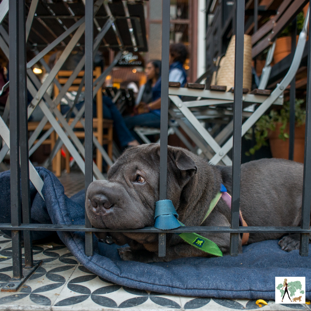 padaria pet friendly em SP