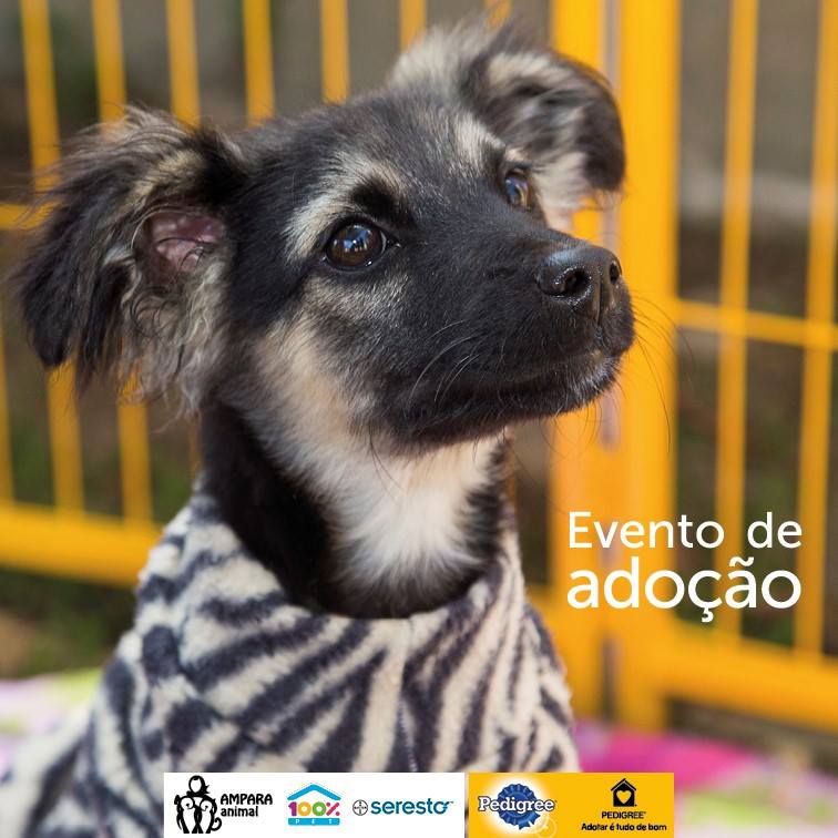 Guia Pet Friendly_Evento de Adoção AMPARA Animal 