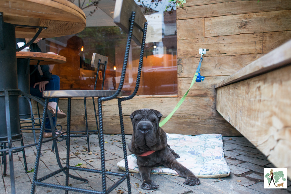 ser pet friendly