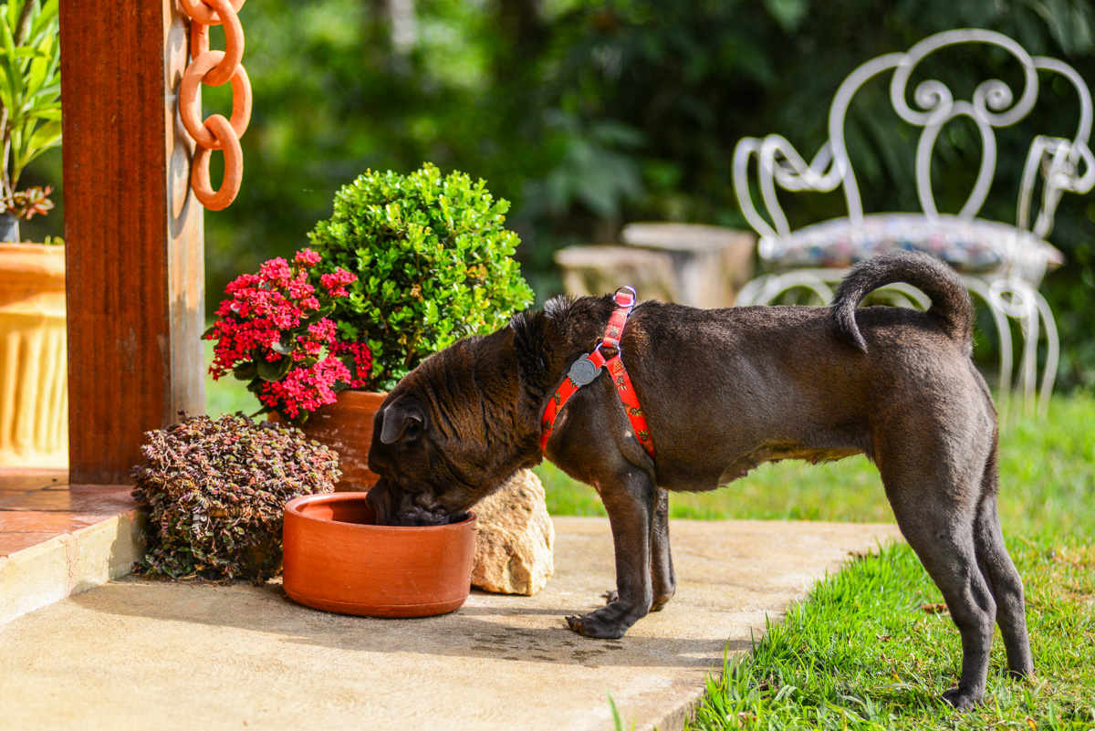 cachorro bebendo água no jardim da pousada 
