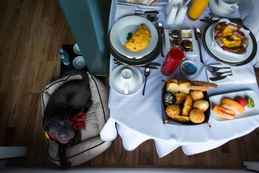 cachorro deitado em caminha e mesa com pratos de café da manhã