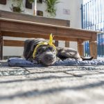 cachorro de fita amarela deitado