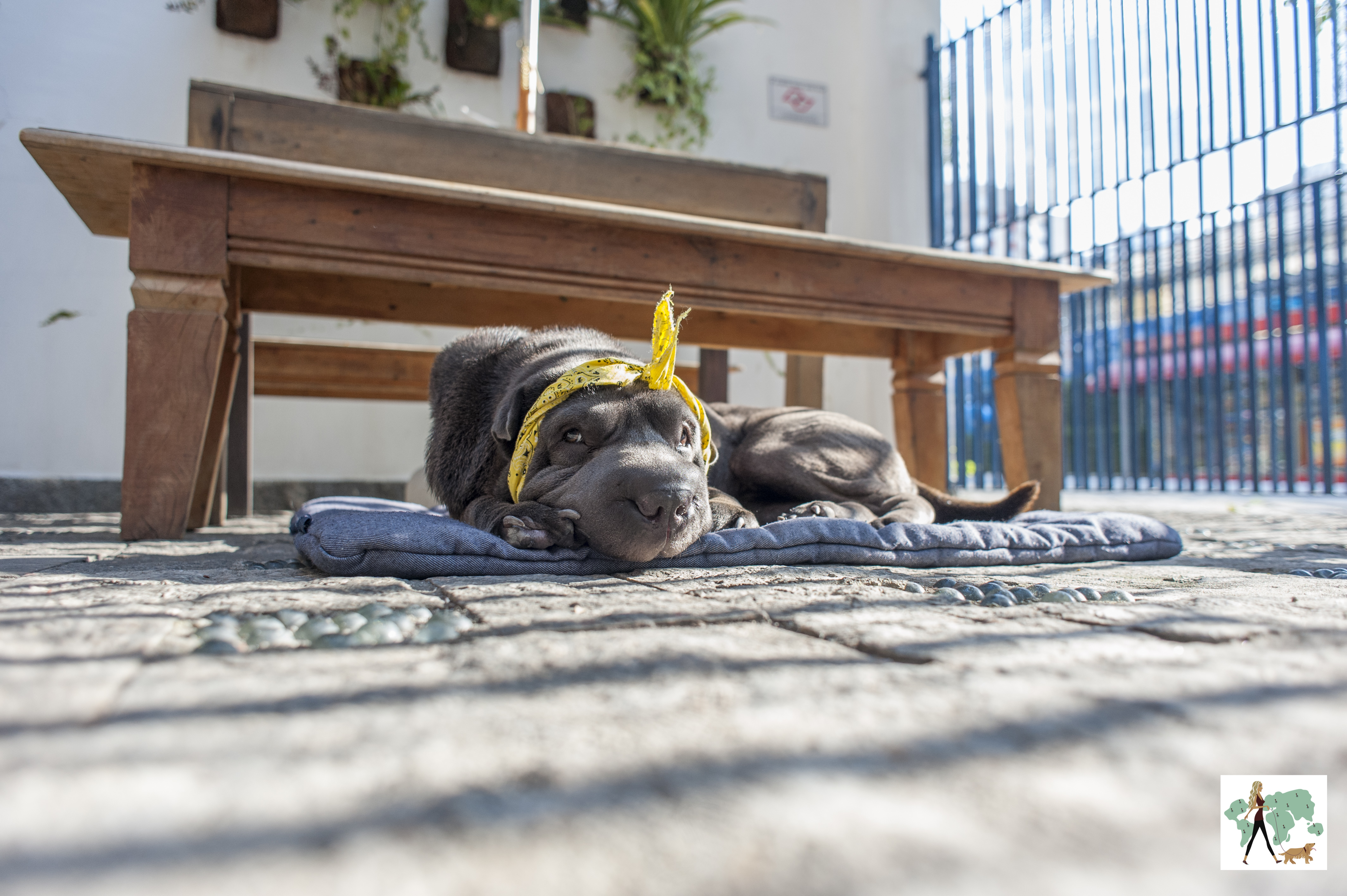 cachorro de faixa amarela deitado 