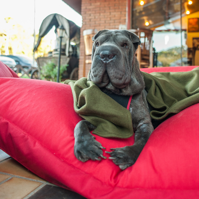 Confraria Paulistania é pet friendly cachorro deitado em almofada