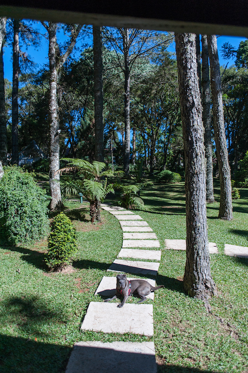 Os melhores lugares pet friendly de Monte Verde cachorro deitado no meio do bosque