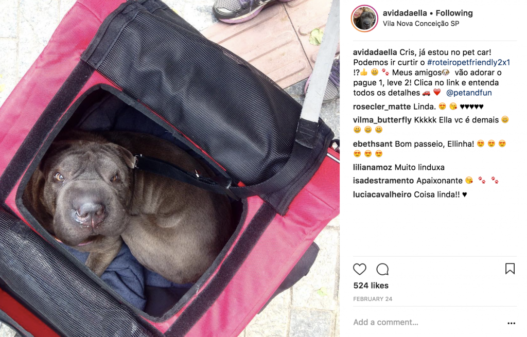 cachorro dentro de pet car