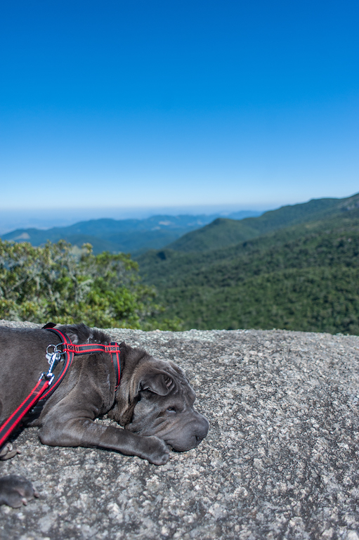 Trilha da Pedra Redonda para ir com os cachorros Trilha da Pedra Redonda para ir com os cachorros